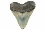 Serrated, Fossil Megalodon Tooth - North Carolina #273989-1